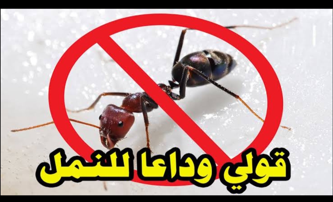صحة  بدون اي مبيد.. طريقة القضاء على النمل نهائيا من المنزل بدون استخدام أي مواد كيميائية ضارة