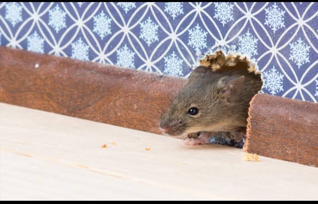 صحة  بدون مبيد حشري.. كيفية التخلص من الفئران نهائيا وإخراجها من المنزل بدون استخدام أي مواد كيميائية ضارة