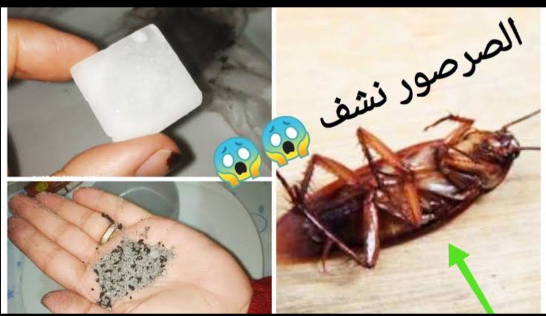 صحة  اقضي عليهم بدون مبيد.. طريقة القضاء على النمل والصراصير نهائيا برشة واحدة بدون استخدام أي مواد كيميائية
