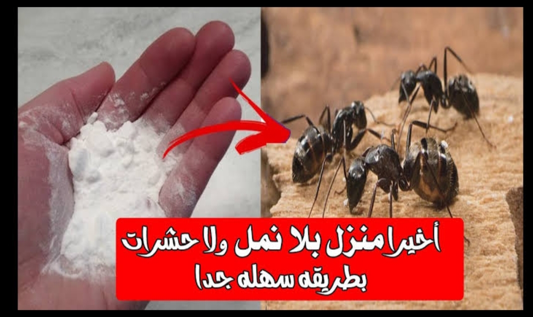 صحة  اقضي عليهم بدون مبيد.. طريقة التخلص من النمل الموجود في المنزل نهائيا بدون اي مواد كيميائية ضارة